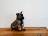 5 chiots Bergers Belges Tervueren disponibles (LOF)
