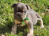 2 chiots Bouledogues Français disponibles