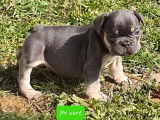 2 chiots Bouledogues Français disponibles