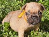2 chiots Bouledogues Français disponibles