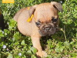 2 chiots Bouledogues Français disponibles