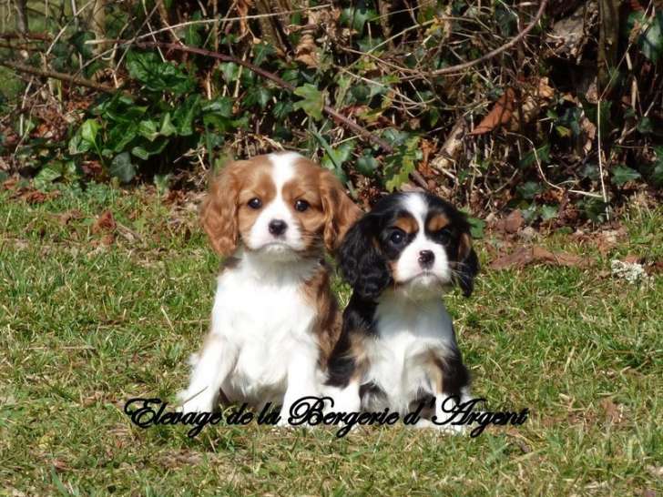 3 chiots Cavaliers King Charles LOF à vendre