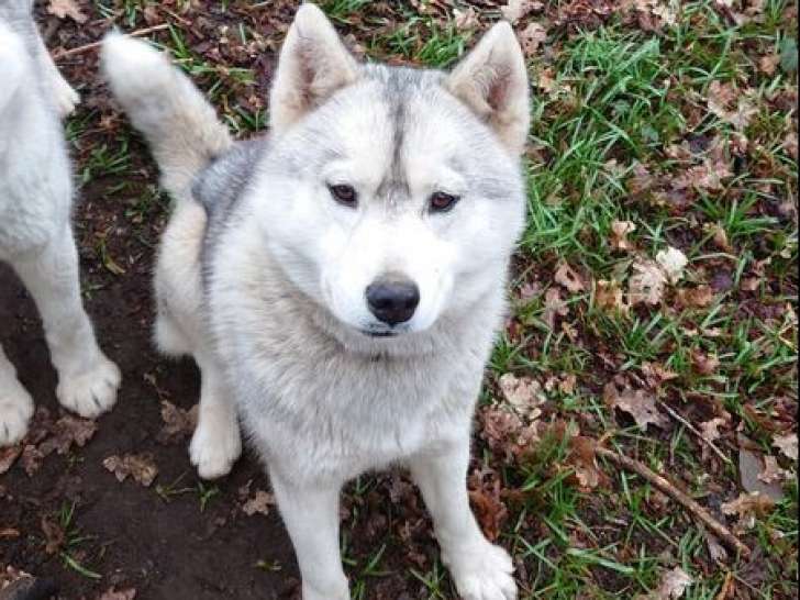 Chienne Husky d'un an et demi LOF à vendre
