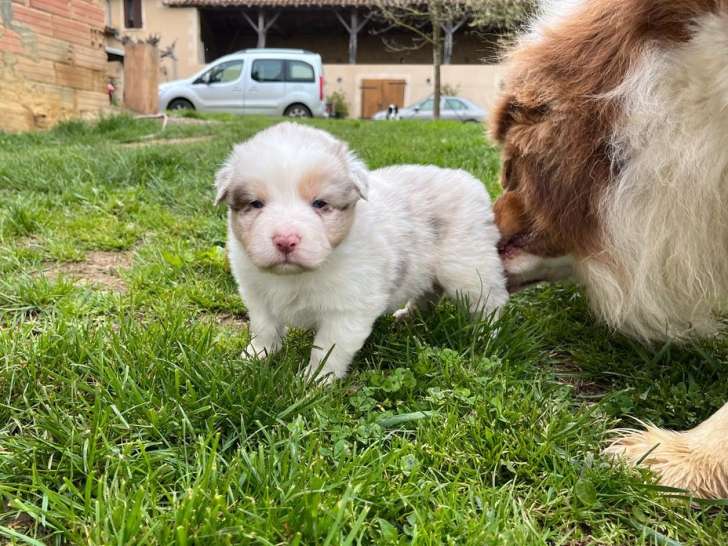 À réserver : 7 chiots Bergers Australiens tricolores LOF