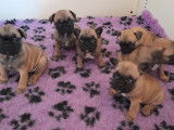 7 chiots Bouledogues Français LOF, de février 2023, à réserver