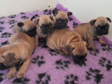 7 chiots Bouledogues Français LOF, de février 2023, à réserver