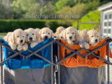 Chiots Golden Retriever Nice