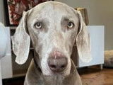 Chien Braque de Weimar de 4 ans &agrave; donner
