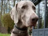 Chien Braque de Weimar de 4 ans &agrave; donner