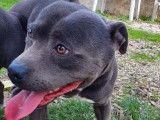 Un chien mâle adulte Staffordshire Bull Terrier bleu LOF 4 ans disponible pour saillie