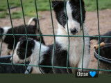 Un chiot mâle Border Collie bicolore disponible à la vente