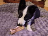 Un chiot mâle Border Collie bicolore disponible à la vente