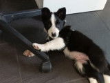 Un chiot mâle Border Collie bicolore disponible à la vente