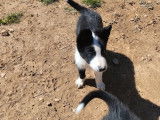 Un chiot mâle Border Collie bicolore disponible à la vente