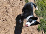 Un chiot mâle Border Collie bicolore disponible à la vente