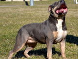 Une chienne American Staffordshire Terrier bleu tricolore de 2 ans &agrave; la vente (LOF)