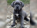 À acheter 3 chiots Cane Corso mâles bringés LOF