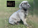 À acheter 3 chiots Cane Corso mâles bringés LOF