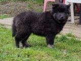 Un chiot m&acirc;le Eurasier LOF noir &agrave; la vente
