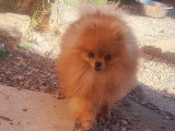 Chien Spitz Nain Allemand orange de 2 ans LOF à la saillie