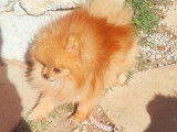 Chien Spitz Nain Allemand orange de 2 ans LOF à la saillie