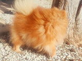 Chien Spitz Nain Allemand orange de 2 ans LOF à la saillie