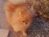 Chien Spitz Nain Allemand orange de 2 ans LOF à la saillie
