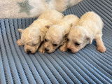 Mise &agrave; la r&eacute;servation de 4 chiots Bichons Fris&eacute;s (LOF)