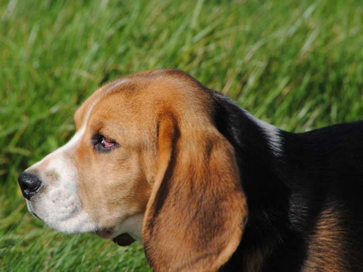 Un chiot Beagle tricolore mâle LOF disponible à la vente