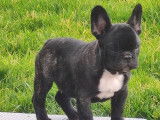 Un chiot Bouledogue Fran&ccedil;ais m&acirc;le LOF au pelage noir &agrave; vendre