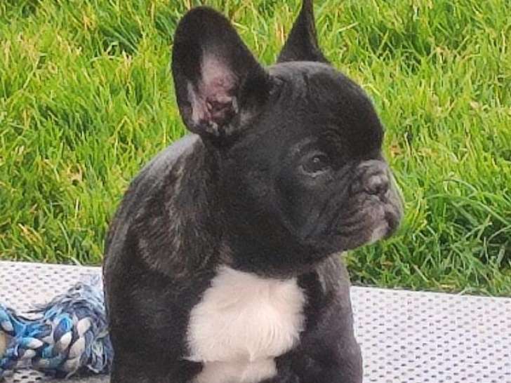 Un chiot Bouledogue Fran ais m le LOF au pelage noir vendre