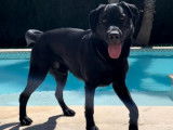 Labrador noir disponible pour saillie