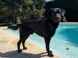 Labrador noir disponible pour saillie