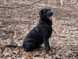 Labrador noir disponible pour saillie