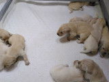 Chiots Golden Retriever avec Pedigree SRSH-LOSH