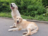Chiots Golden Retriever avec Pedigree SRSH-LOSH