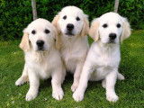 Chiots Golden Retriever avec Pedigree SRSH-LOSH