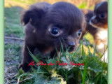 Chiots Chihuahua chocolat à poil long à vendre