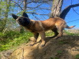 Chien adulte de type Berger Belge Malinois M&acirc;le &agrave; donner