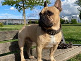 Owen, Bouledogue Français disponible pour saillie