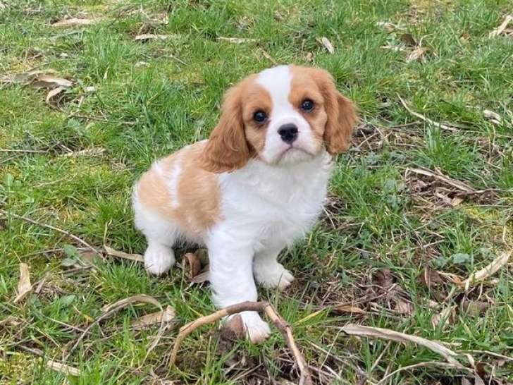 Un chiot Cavalier King Charles LOF, à vendre