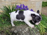 Un chiot mâle Bouledogue Français LOF, de janvier 2023, à la vente