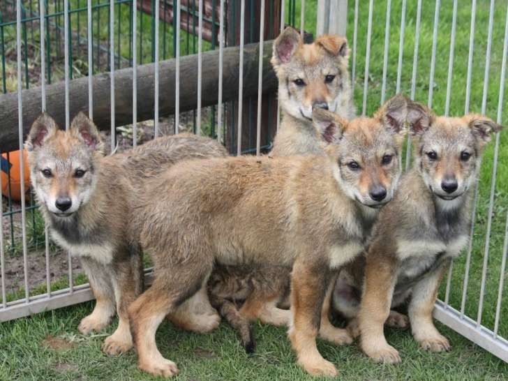 4 chiots femelles Chiens-Loups Tchécoslovaques LOF, à vendre