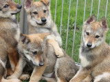 4 chiots femelles Chiens-Loups Tch&eacute;coslovaques LOF, &agrave; vendre