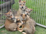 4 chiots femelles Chiens-Loups Tch&eacute;coslovaques LOF, &agrave; vendre