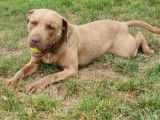Denver, 5 ans et demi, cherche un bon foyer