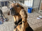 Thor, un chien exceptionnel !