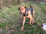 Thor, un chien exceptionnel !