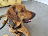 Thor, un chien exceptionnel !
