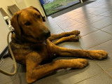 Thor, un chien exceptionnel !